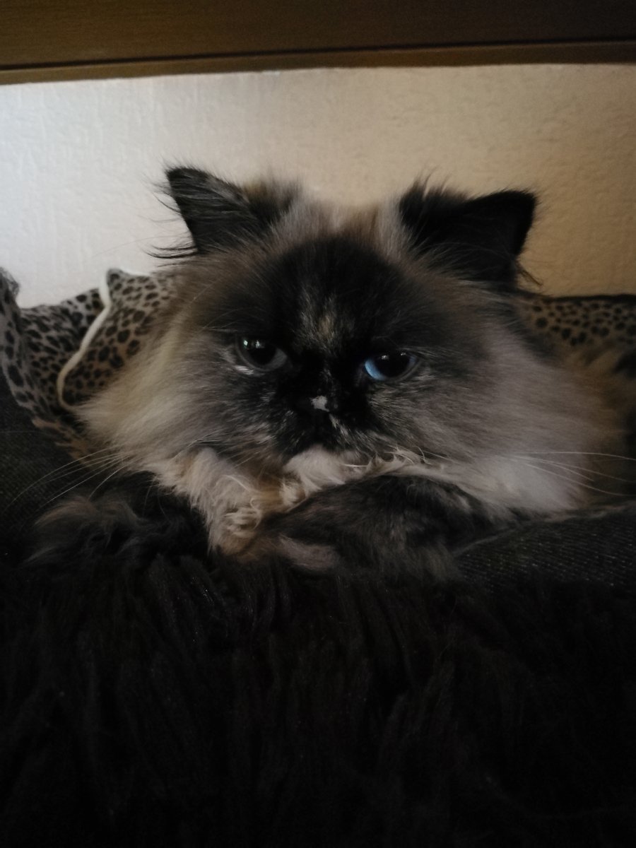 Miss Muffin...