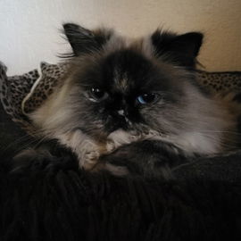 Miss Muffin...