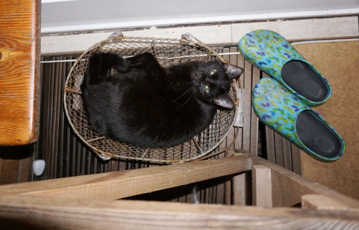 Kitty im Dez. 15 - den Gartenkorb bewohnend, weil der über der Bodenheizung steht... Beliebter Platz.