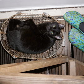 Kitty im Dez. 15 - den ...