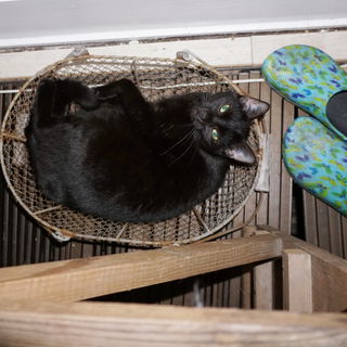 Kitty im Dez. 15 - den ...