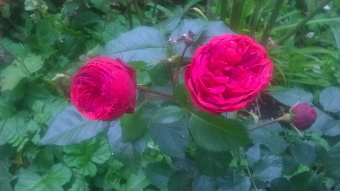 Piano - leichter Himbeerrosenduft
