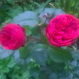 Piano - leichter Himbee...