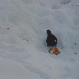 Auch die Amsel bekam ih...