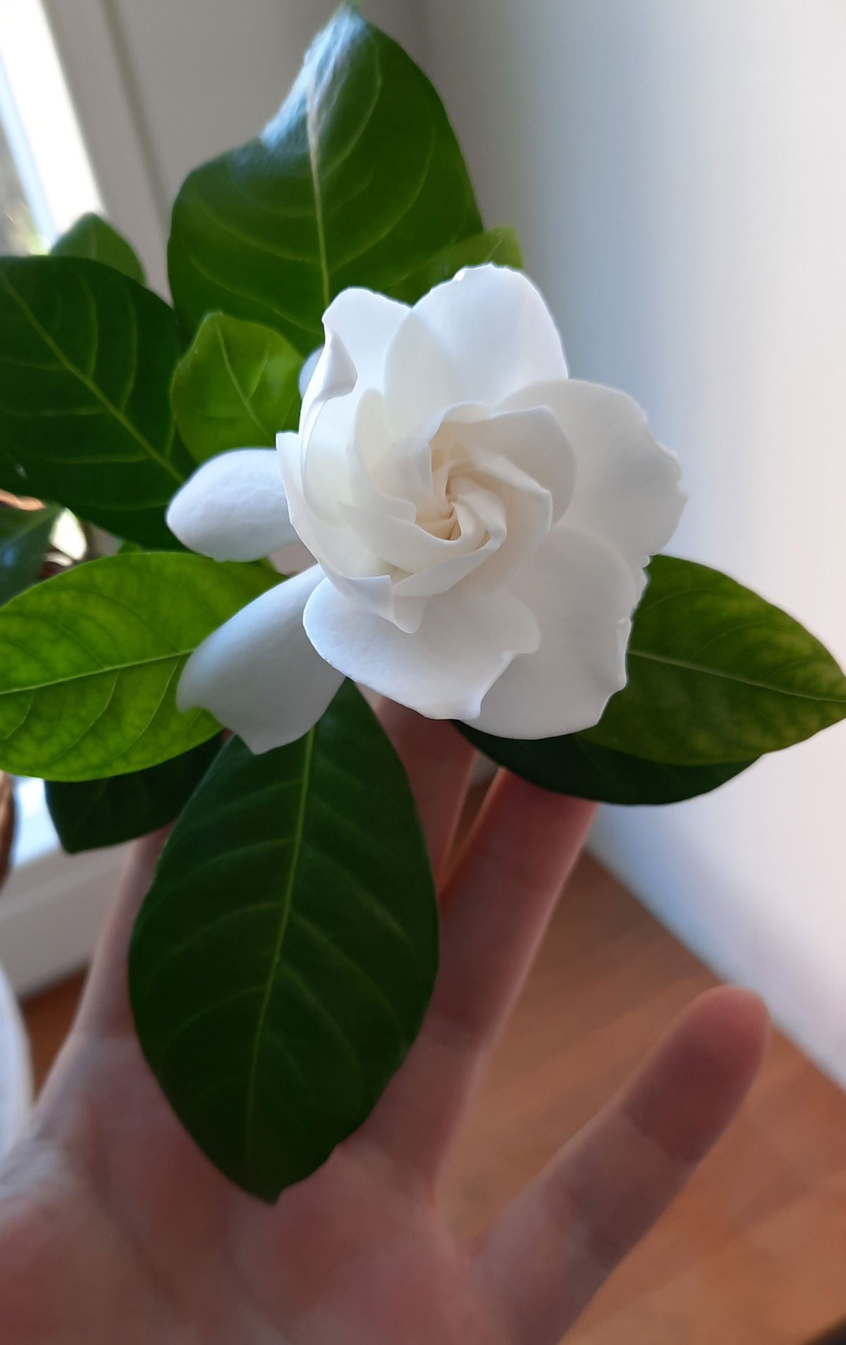 ...und sie blüht wieder, meine Gardenie. Dieses Jahr doch etwas sehr früh :-)