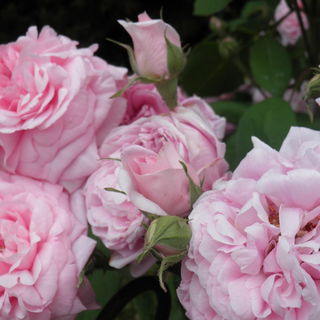 Wir riechen verdammt gu...