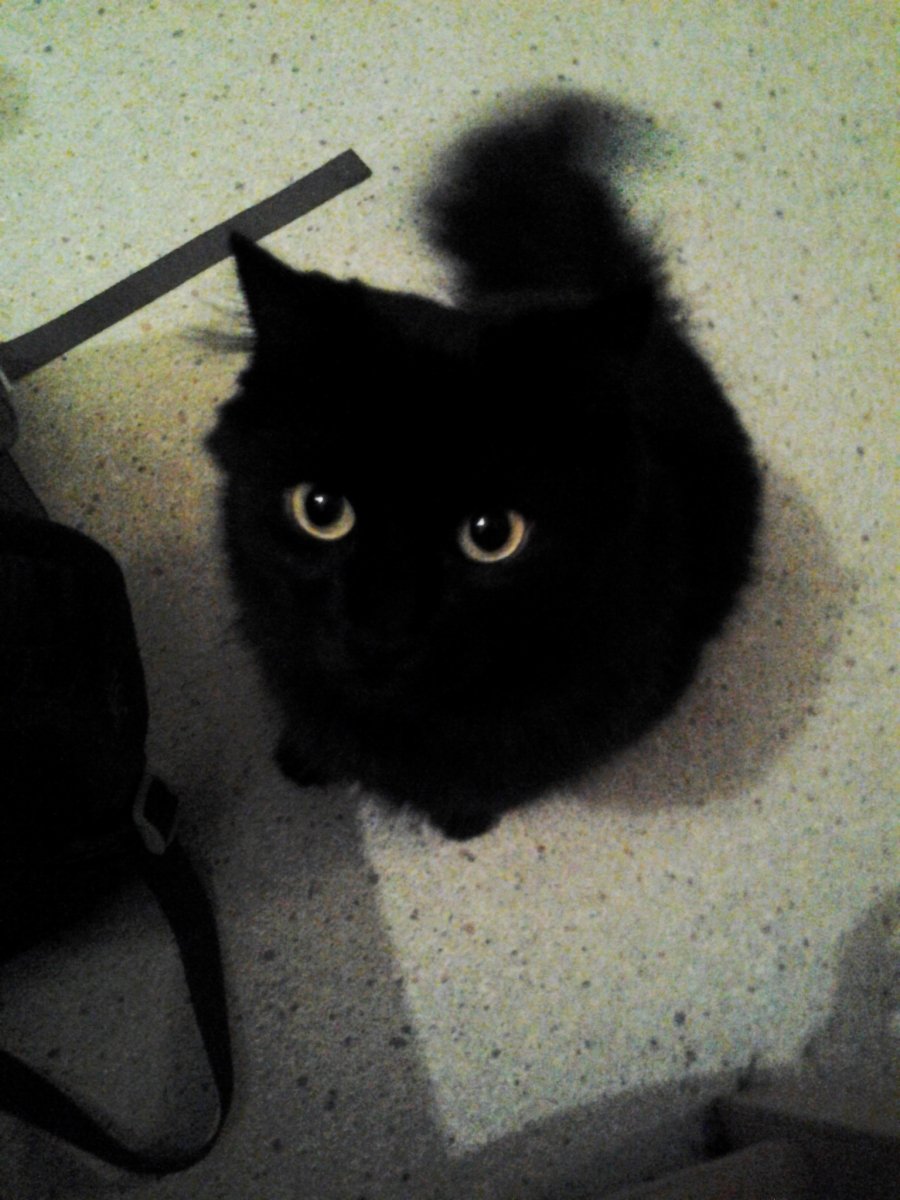 *12.06.2008 - †16.11.2021  Froffel