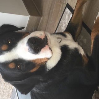 Balou