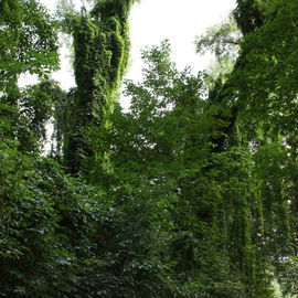 Urwald