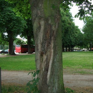 Vergleichsfoto, gleiche...