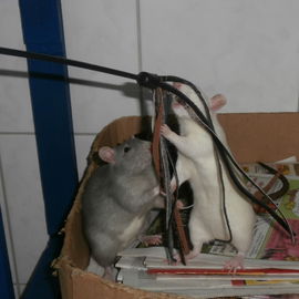 Hmm, doch Katzen??? (Co...