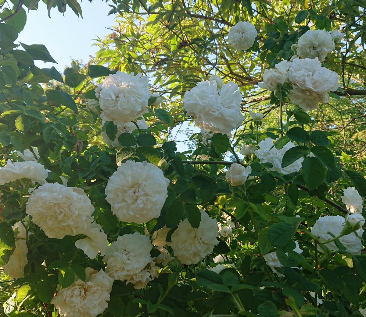 "Madame Legras de St. Germain" (Rose de Alba)