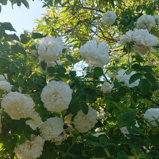 "Madame Legras de St. G...