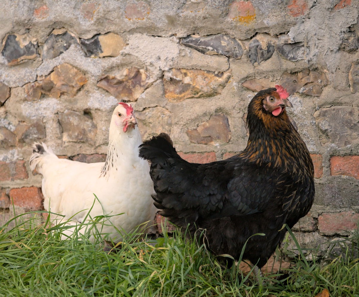 Das sind neue Mitbewohner. Lune (Sussex) und Nuit (Poule pondeuse noire). Sind nette Mädels und sehr legefreudig.