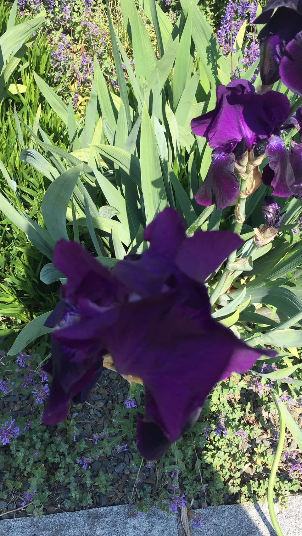 Iris in Olmütz
