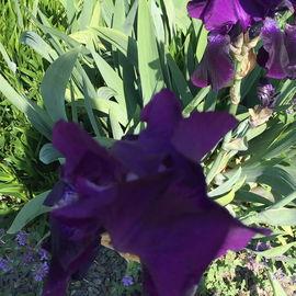Iris in Olmütz