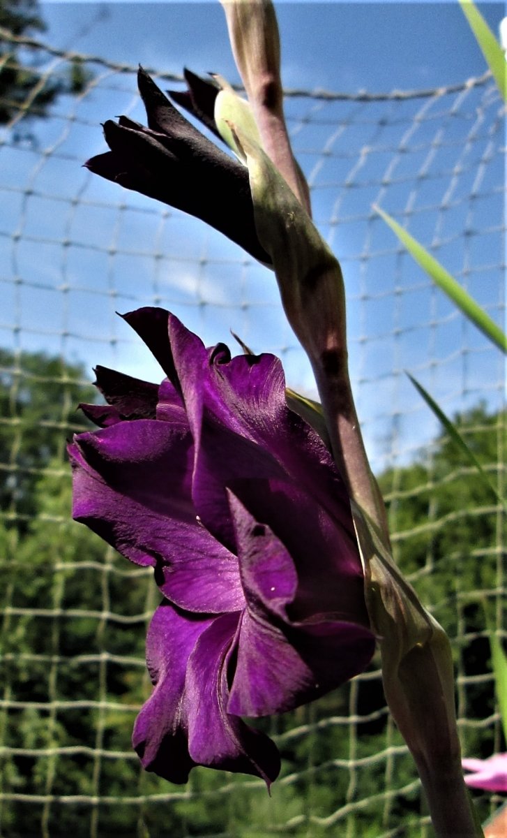 Gladiole in gleißender Sonne