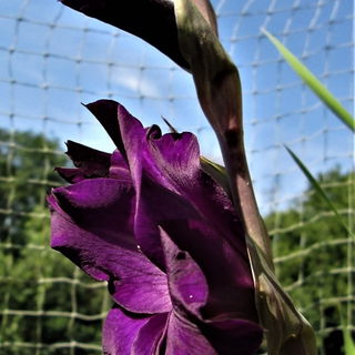 Gladiole in gleißender...