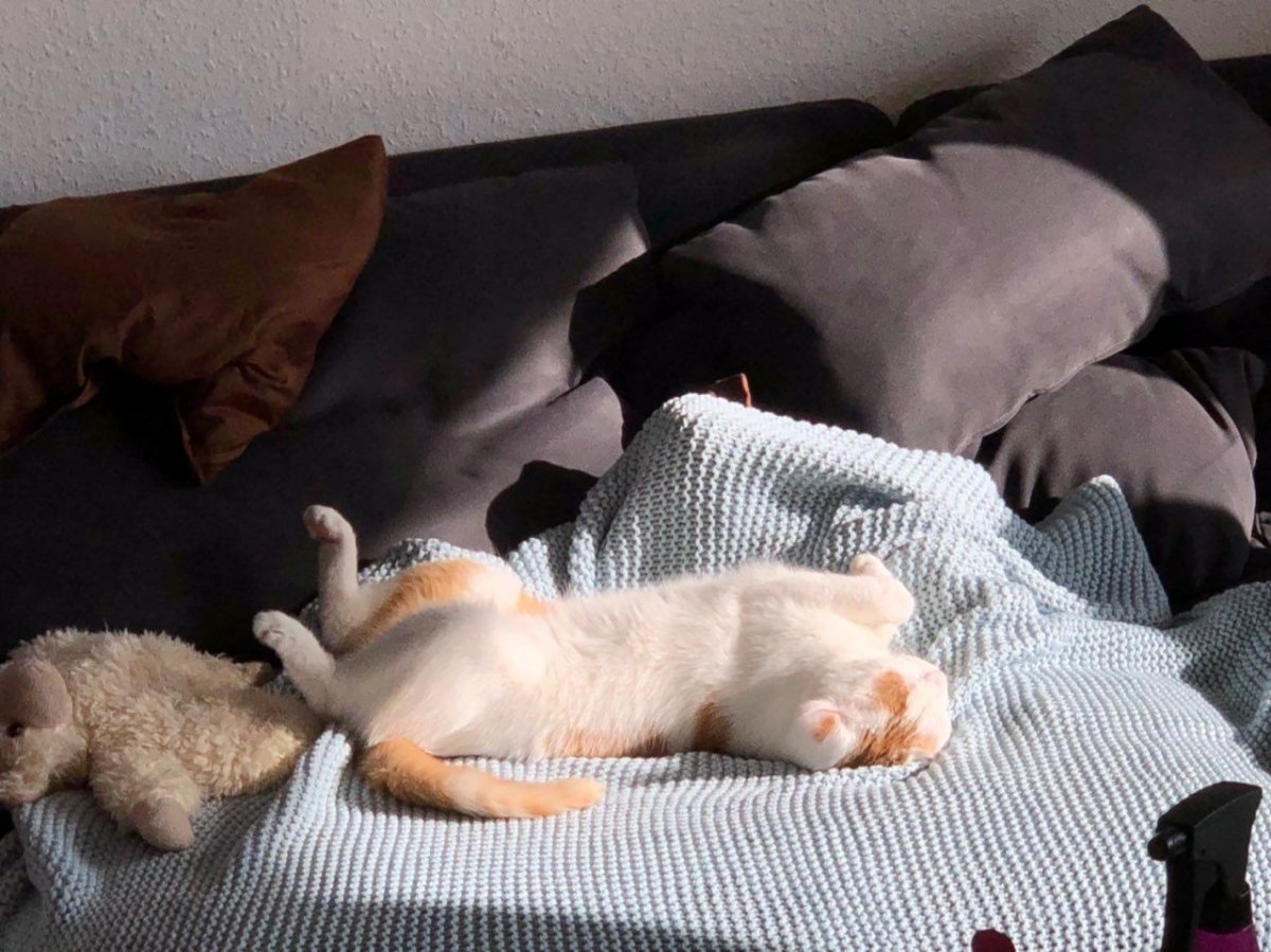 Ein kurzer Mittagschlaf meiner Enkel-Katze
