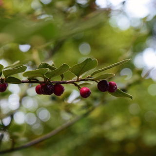 Nature`s calmness and b...