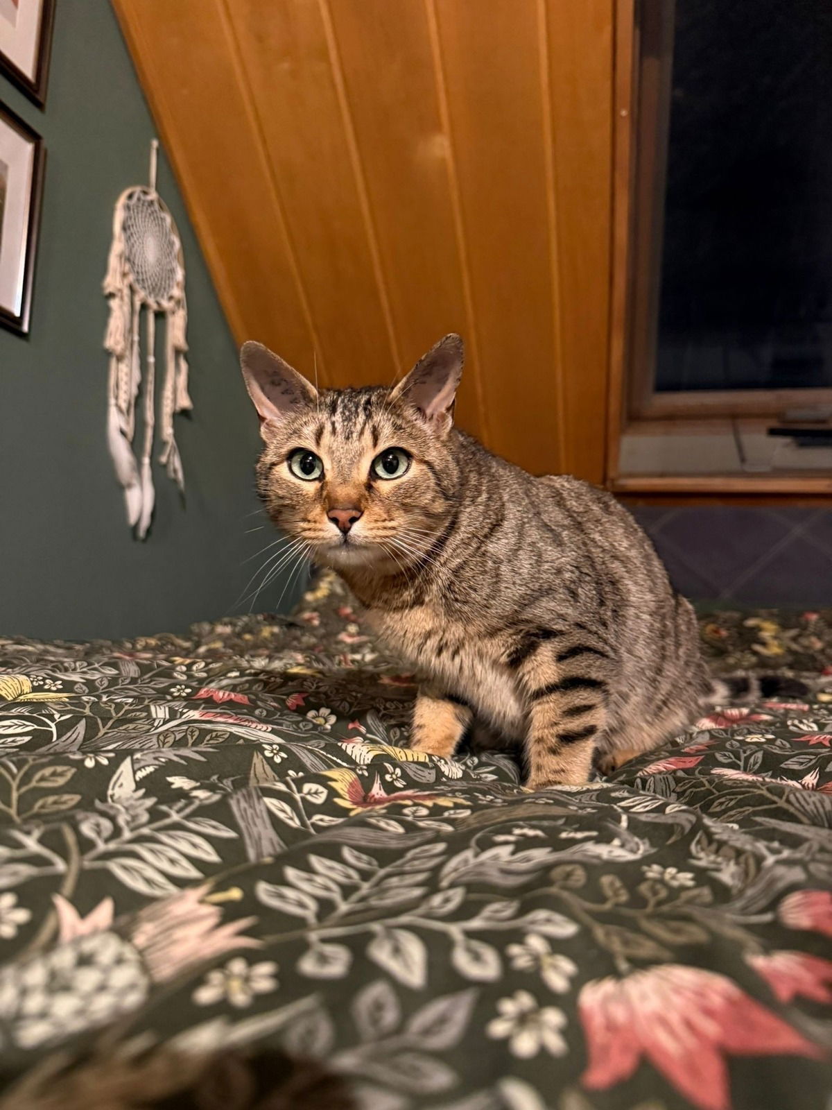 Yuna Zuckermaus 😻 ganz ohne Fellnase geht´s nicht ... sie nimmt mir die Stille die Rubymaus hinterlassen hat!