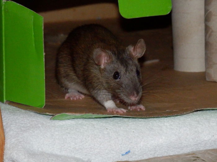 Athene, mein Füchslein, hier noch etwas schüchtern - inzwischen ein Wildfang :-)