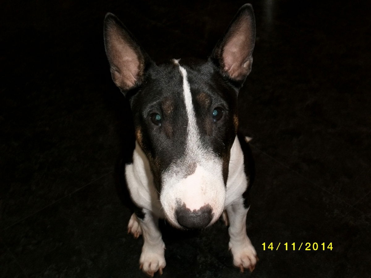 Maus! Du warst einzigartig. Ich vermisse Dich unendlich!😢🥺😔💝 Signaturduft…Aquilone. Frei wie ein Spielzeug-Drachen!..🪁🪁🪁