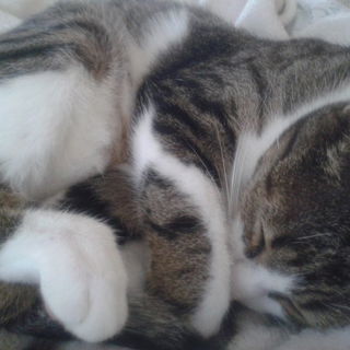 Zuhause ist es am schö...