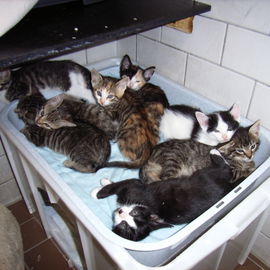 Im Tierheim wird es bal...