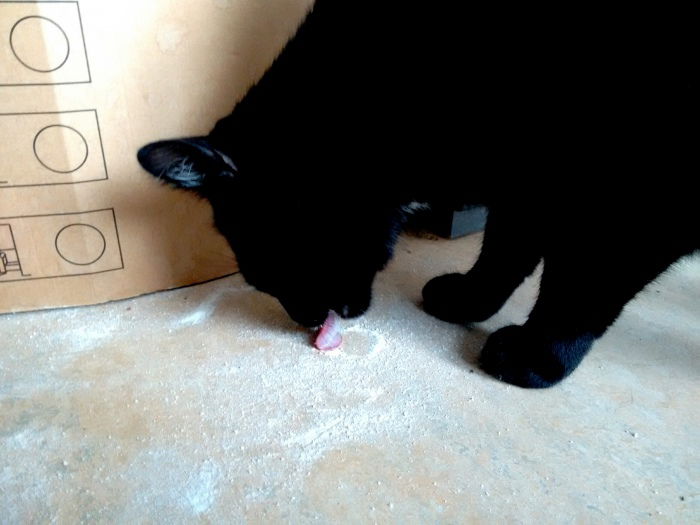 Oh nein, das gute Koks! (Das passiert wenn man den Kater mit veganem Kaffeeweißer alleine lässt.)