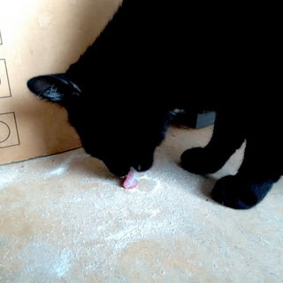 Oh nein, das gute Koks!...