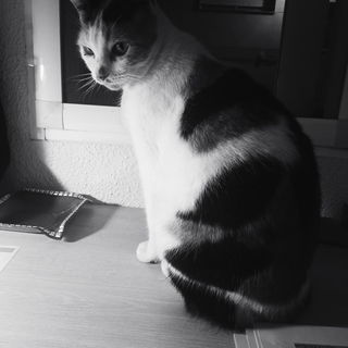 My faithful companion d...