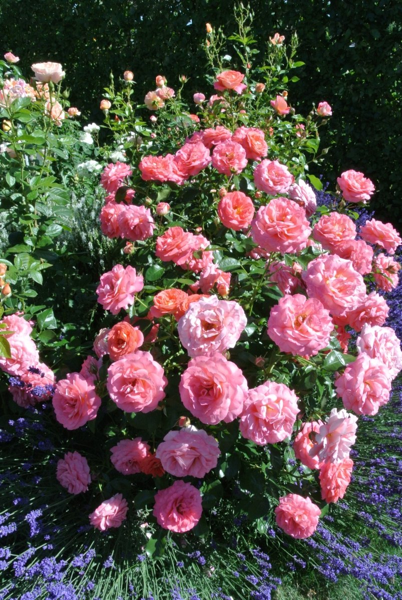 Beetrose Sommersonne in Blütenexplosion