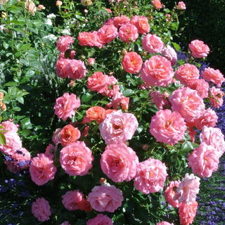 Beetrose Sommersonne in...