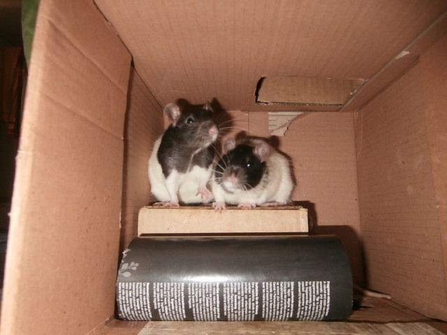 Meine beiden Jungs - die Bommelboys Jay und SilentBob :-)