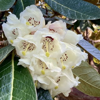 Rhododendron-Blüten