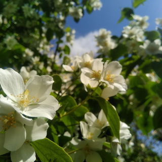 So toll blüht der Jasm...