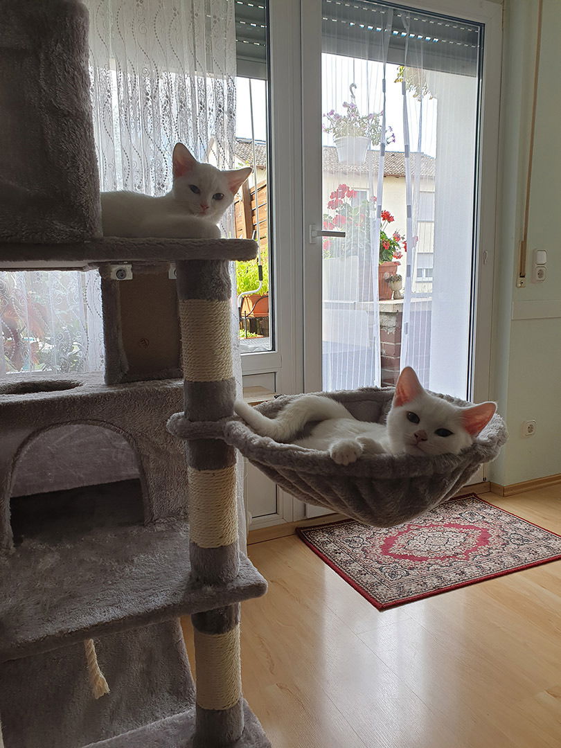 Neue Katzen - Milky und Candy :)