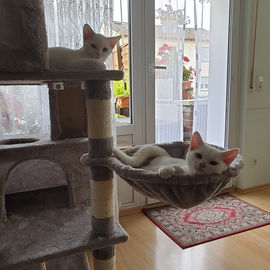 Neue Katzen - Milky und...