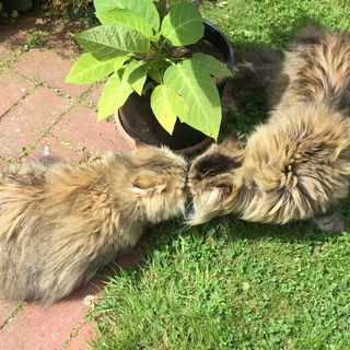 Cosimo und Stella: Gesc...