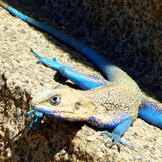 Lizard at Stelaepark in...