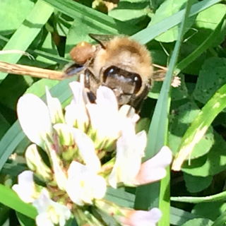 Kleine fleißige Piloti...