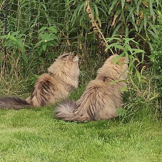 Geschwister auf der Jag...