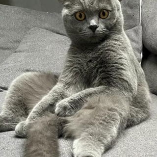 Harley die Verrückte....