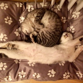 Rollmops und Vanillesta...