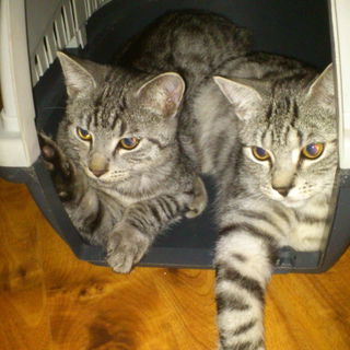 Mucki (links) und Toni ...