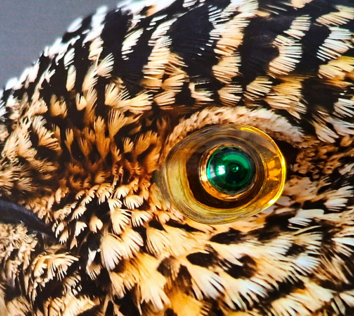 Dieses Schneehuhn hat ein grünes Auge 👁💚😉