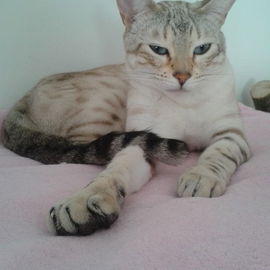Nelly