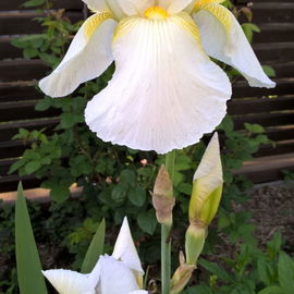 Iris barbata-elatior, '...