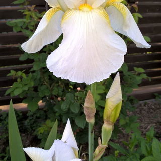 Iris barbata-elatior, '...